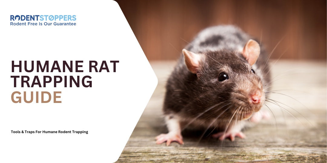 Humane rat trap showing a rat