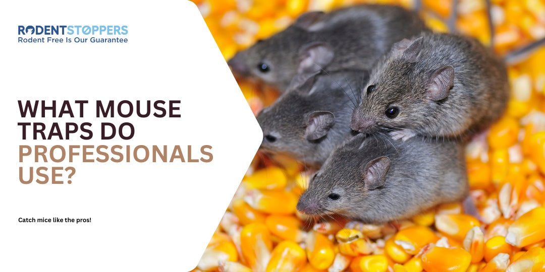Mice sitting on corn eating with text about the traps pros use.
