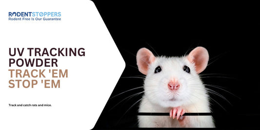 Mouse hanging on to a bar with information about uv tracking powder to find their walking paths