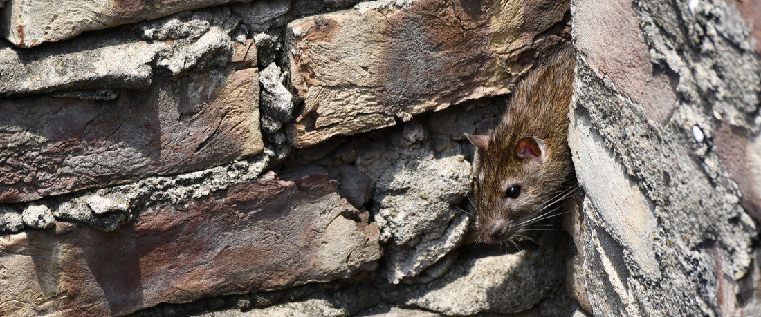 How to Get Rid of Mice in Your House (Walls, Apartments, and Without Poison)