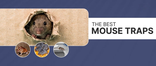 Showing mice in different parts of the home to talk about the best mouse traps available