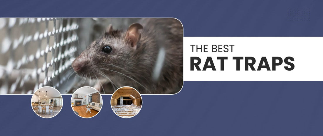 Rat in cage and showing the best places in a home to place rat traps.