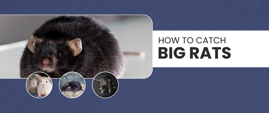 How to catch big rats examples