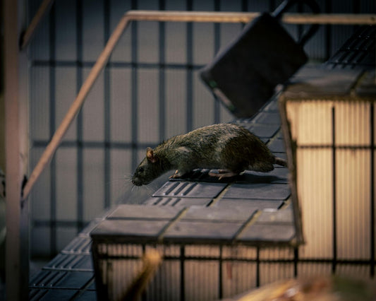 Glue Board Rat Traps Alternatives