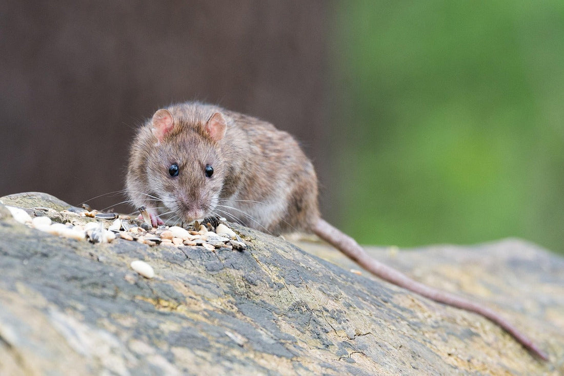 Glue Board Rat Traps vs Rodent Stoppers