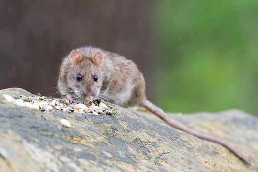 Glue Board Rat Traps vs Rodent Stoppers