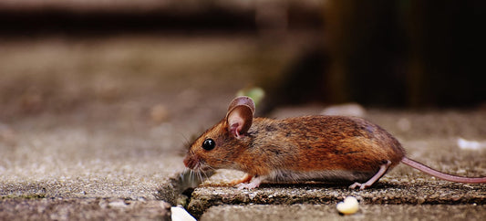 T Rex Rat Traps vs Rodent Stoppers
