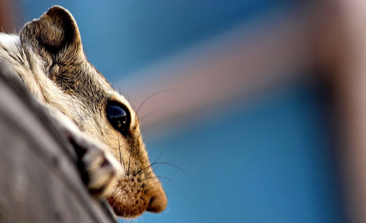 Light brown roof rat peering over obscured edge viewed up close.