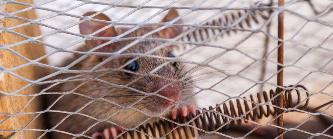 Brown rodent feeding on seeds viewed up close.