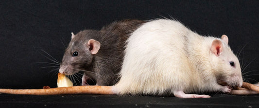 A dark gray rodent and a white rodent standing opposite to one another in front of black background.