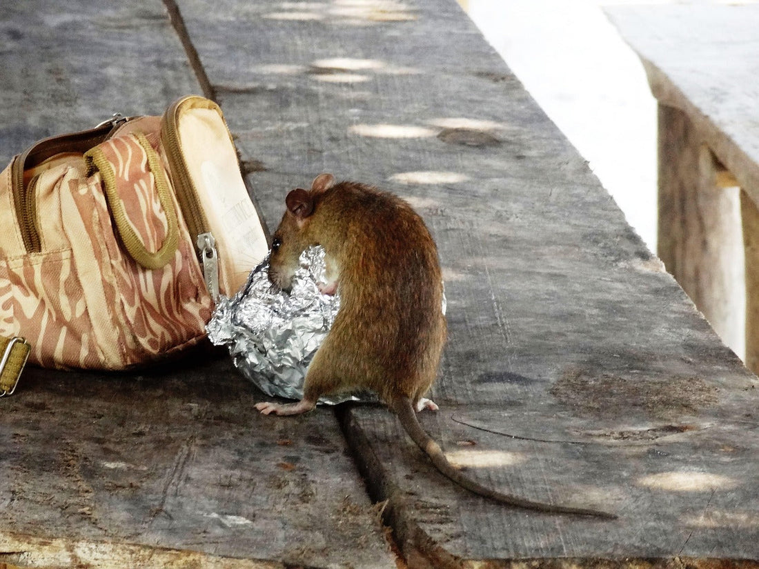 Rinne Bucket Rat Traps vs Rodent Stoppers
