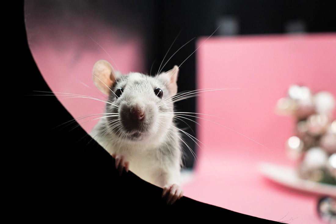 Home Depot Rat Traps vs Rodent Stoppers