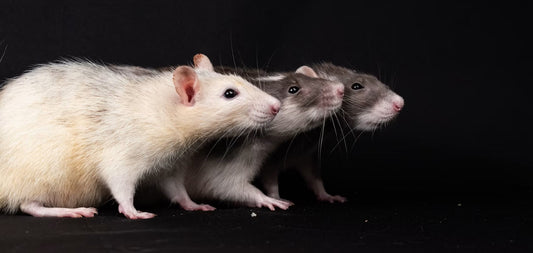 How to Get Rid of Rats in Your House Fast (Without Poison or a Pest Control Bill)