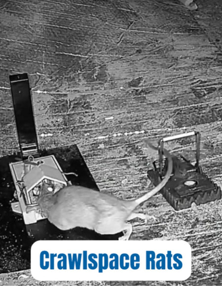 Large rat caught with professional trap