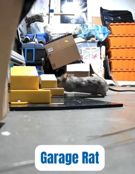 Rat trap result from customer