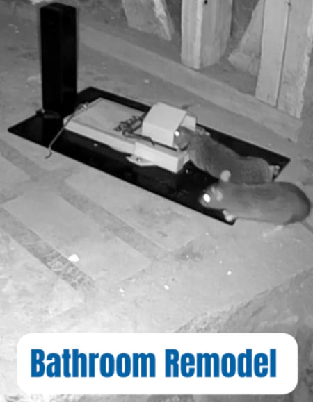 Professional rodent removal catch