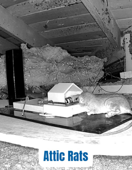 Homeowner rodent catch story