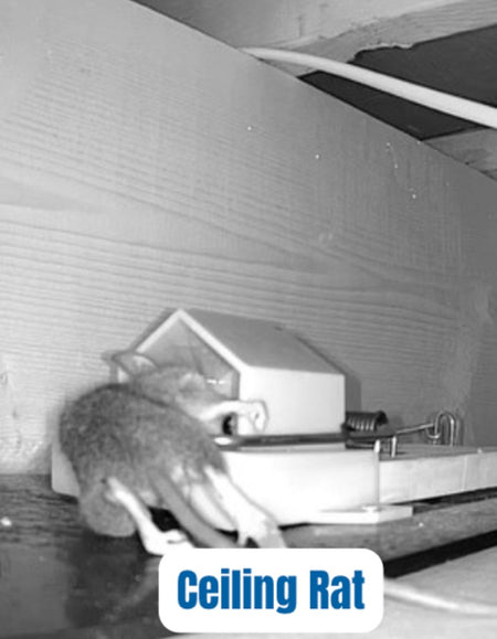 Rodent control success in residential area