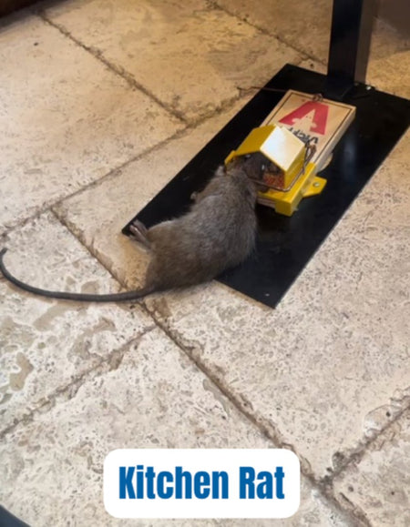 Outdoor rodent control success