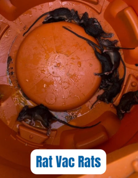 Customer catch success with rat trap
