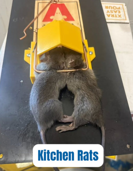 Rodent catch using Twin Home Experts techniques