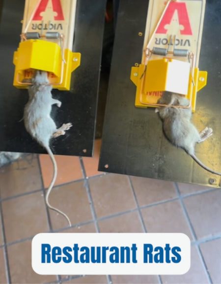 Customer showing caught rodent
