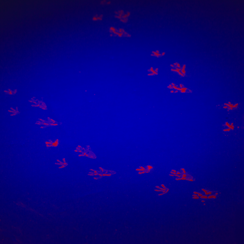 UV Rodent Tracking Powder with UV Flashlight