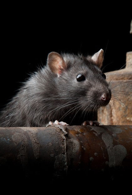 Ratcapz Multi-Catch Rat Traps and Kits